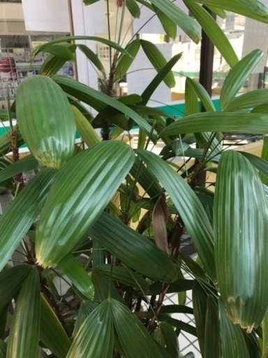 無料 竹 種類不明 150センチ位 観葉植物 Azu 知立の生活雑貨の中古あげます 譲ります ジモティーで不用品の処分