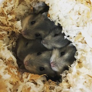 ハムスター赤ちゃん (Baby hamsters)