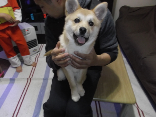 柴犬ミックス生後4ヶ月半の女の子 のびた 宗吾参道の柴犬の里親募集 ジモティー