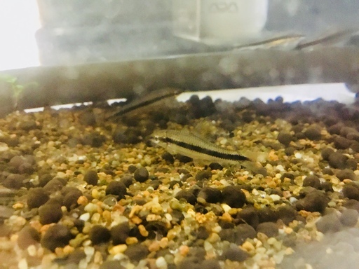熱帯魚 サイアミーズフライングフォックス なっちん 糟屋のその他の中古あげます 譲ります ジモティーで不用品の処分 熱帯魚 サイアミーズフライングフォックス なっちん 糟屋のその他の中古あげます 譲ります ジモティーで不用品の処分