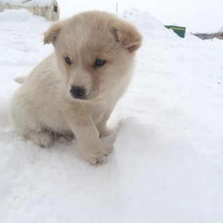 生後1ヶ月半の子犬 生まれた4匹全て里親決まりました。感謝！