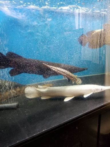 マンファリ40㎝　極太
