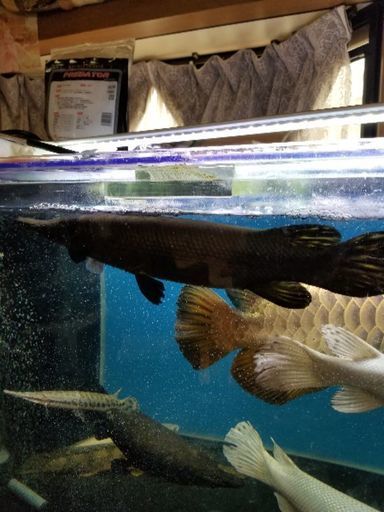 マンファリ40㎝　極太
