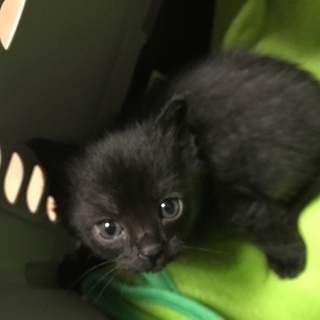 生後４ヵ月くらいの黒ネコちゃんの里親募集