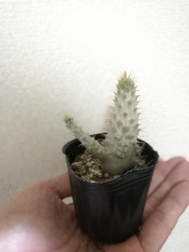 パキポディウムグラキリス実生一年 練馬太郎 練馬高野台のその他の中古あげます 譲ります ジモティーで不用品の処分 パキポディウムグラキリス実生一年 練馬太郎 練馬高野台のその他の中古あげます 譲ります ジモティーで不用品の処分