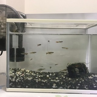 小型水槽一式 国産グッピー十数匹 Pzh 川崎大師のその他の中古あげます 譲ります ジモティーで不用品の処分 小型水槽一式 国産グッピー十数匹 Pzh 川崎大師のその他の中古あげます 譲ります ジモティーで不用品の処分