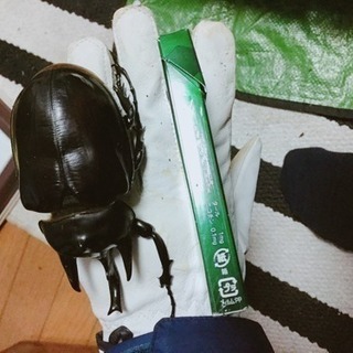 アクティオンゾウカブト ペア 値引可です