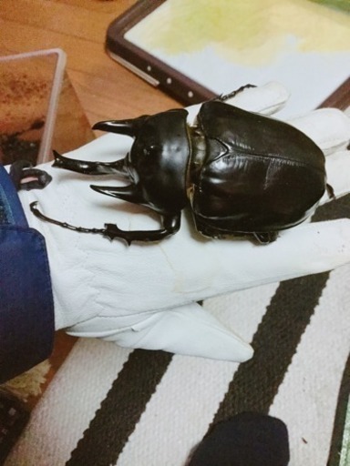 アクティオンゾウカブト ペア 値引可です