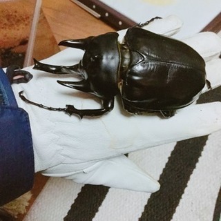 アクティオンゾウカブト ペア 値引可です