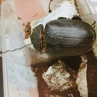 アクティオンゾウカブト ペア 値引可です