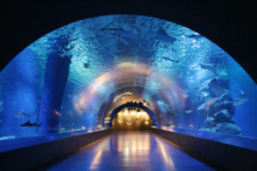 2月17日 2 17 江ノ島水族館の幻想的な空間を楽しめる ウォーキングコン 全国恋活パーティー 片瀬江ノ島 のパーティーのイベント参加者募集 無料掲載の掲示板 ジモティー
