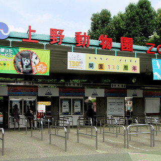 3月3日(3/3)  同世代と出会う！【20代限定企画】上野動物園に人気のパンダを見に行こう！動物園ウォーキングコン！の画像