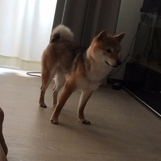 柴犬メス5歳