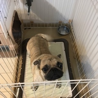 青森県の犬の里親募集 ジモティー 青森県の犬の里親募集 ジモティー