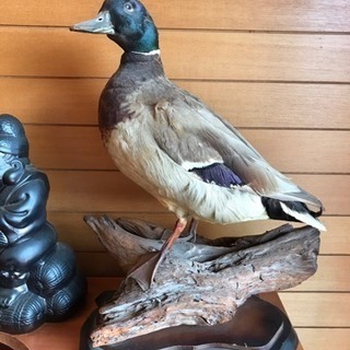 MANA 深履き口パンプス.PLATINUM 35 / 22.5 MANA 深履き口パンプス.PLATINUM 35 / 22.5 MANA 深履き口パンプス