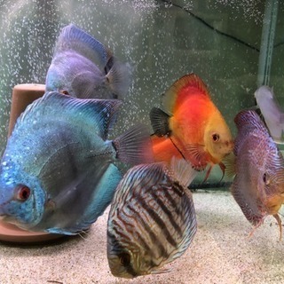 ディスカス 7枚