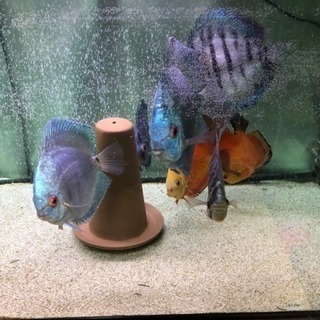 ディスカス 7枚