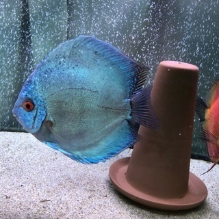 ディスカス 7枚