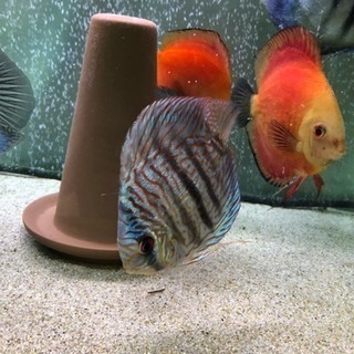 ディスカス 7枚