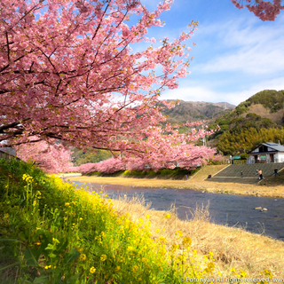 河津桜を見に行こう！