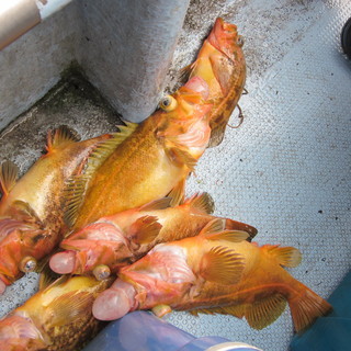 初めての方！　一緒に【船釣り】をしてみませんか？