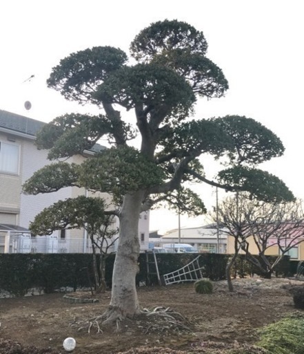 庭木譲渡