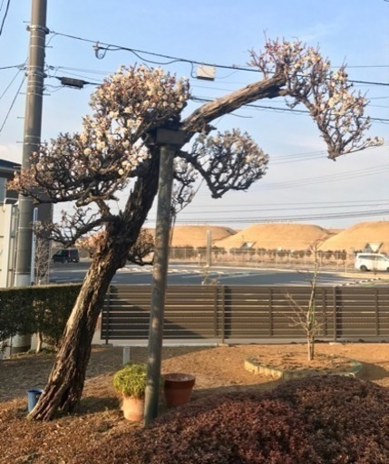 庭木