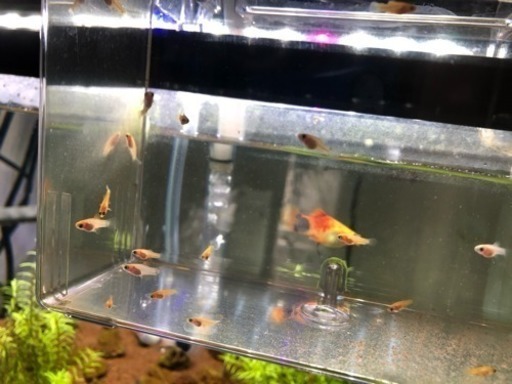 ミッキーマウスプラティ稚魚4匹から ちかい あまのその他の中古あげます 譲ります ジモティーで不用品の処分