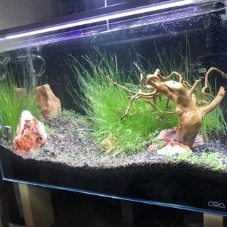 値下げ！ ADA 600水槽  レグラス600スリム