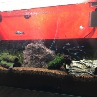 値下げ！ ADA 600水槽  レグラス600スリム