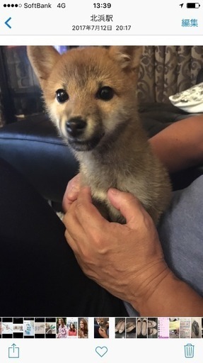 可愛いー 豆柴ちゃん もんち 大阪の柴犬の里親募集 ジモティー