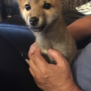 可愛いー 豆柴ちゃん もんち 大阪の柴犬の里親募集 ジモティー