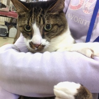 3月25日(日) 猫の譲渡会　名古屋市守山区 もりやま犬と猫の病院　みなと猫の会主催 - イベント