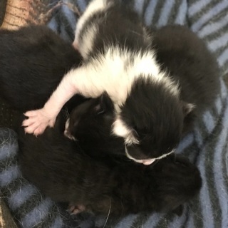 産まれたて！シャム猫の赤ちゃん4匹 - 猫