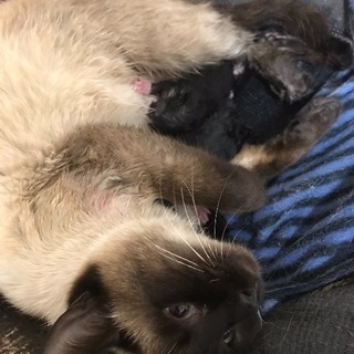 産まれたて！シャム猫の赤ちゃん4匹
