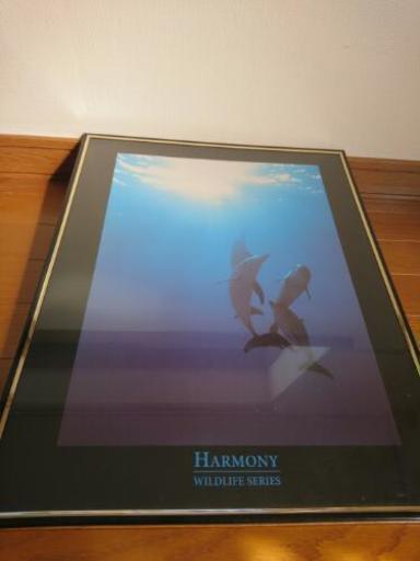 イルカ ポスター 絵画 リョウ 相模原のコスメ ヘルスケアの中古あげます 譲ります ジモティーで不用品の処分