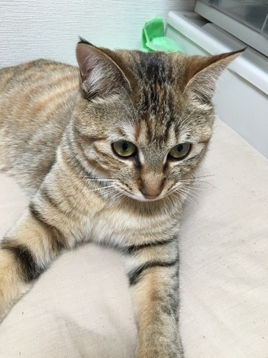 2歳 メス猫 おとなしいです (ちか) 甲府の猫の里親募集｜ジモティー