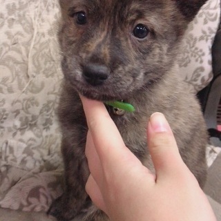 琉球犬の雑種 アラカキ 島尻のその他の里親募集 ジモティー 琉球犬の雑種 アラカキ 島尻のその他の里親募集 ジモティー