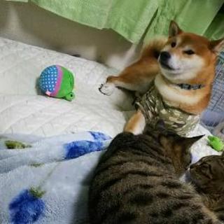 推定５歳の柴犬 かねやす 航空公園の柴犬の里親募集 ジモティー