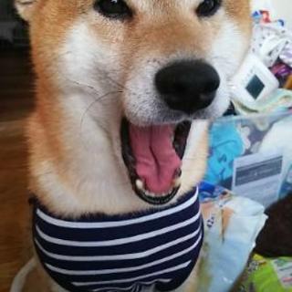 推定５歳の柴犬 かねやす 航空公園の柴犬の里親募集 ジモティー