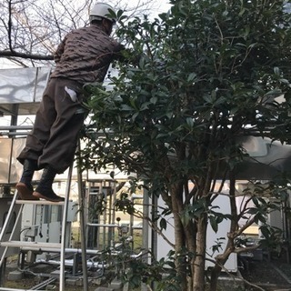 除草から木の剪定など お庭の手入れ店【埼玉県 東京都内 所沢市 朝霞市 志木市など - 所沢市