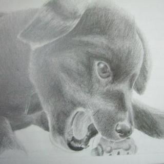 北海道のペット ジモティー