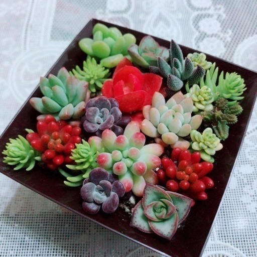 多肉植物 寄せ植え カット苗 モコ 名古屋のその他の中古あげます 譲ります ジモティーで不用品の処分
