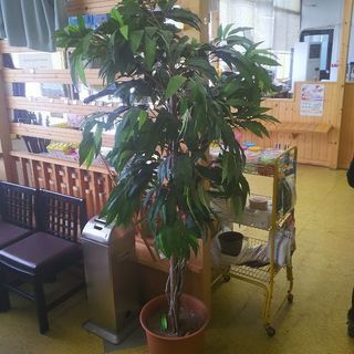 観葉植物 模造品