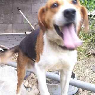 里親募集ビーグルミックス犬 また うるまの犬の里親募集 ジモティー