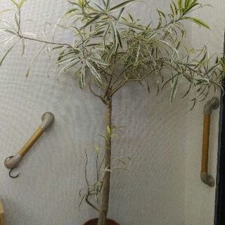観葉植物 たぶんドラセナ どんぐり 茨木のその他の中古あげます 譲ります ジモティーで不用品の処分