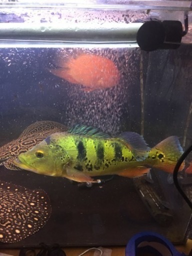 アイスポッド ワイルド 超極美 熱帯魚