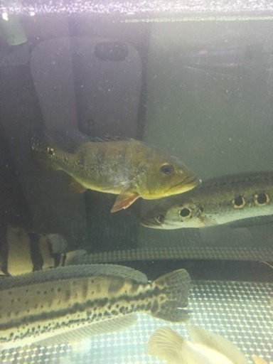 アイスポッド ショート個体 熱帯魚