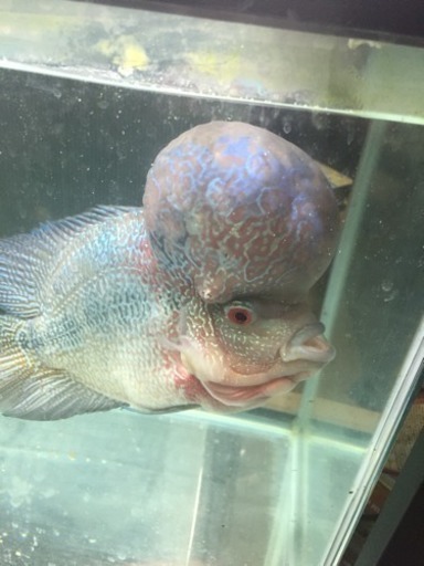 フラワーホーン 超ビッグヘッド 熱帯魚