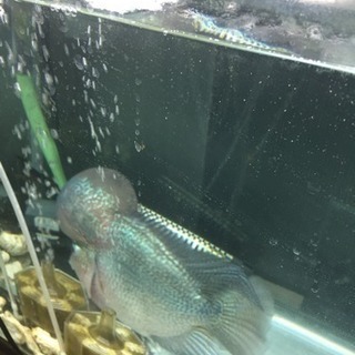 フラワーホーン 超ビッグヘッド 熱帯魚